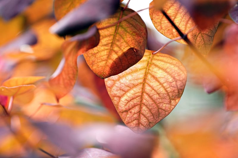 Seasonal Plants