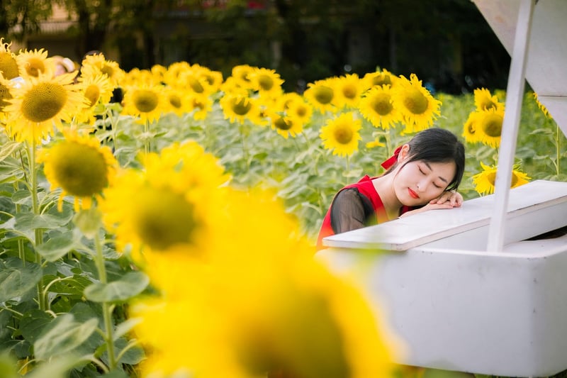 Sunflowers
